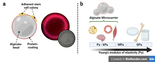 alginate microcarriers for stem cells