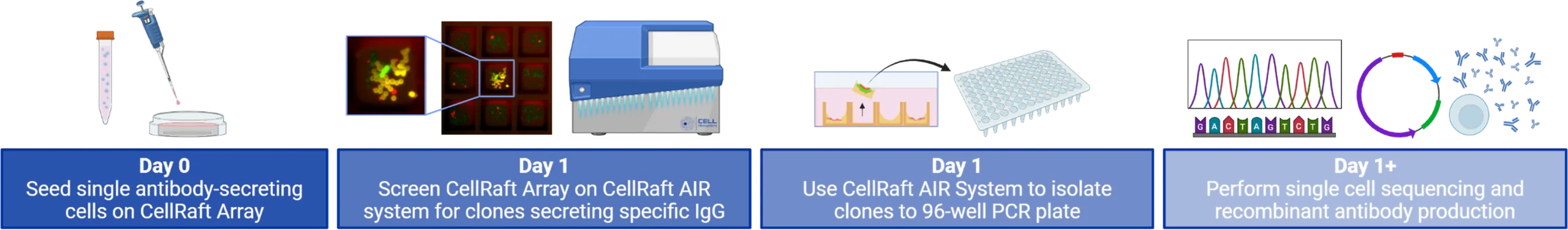 Single B-Cell Screening Workflow