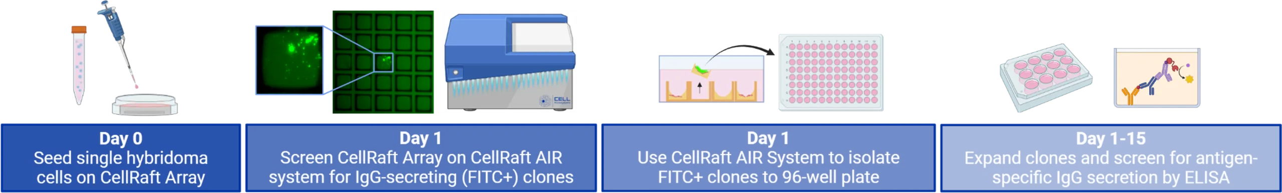 Hybridoma Screening Workflow