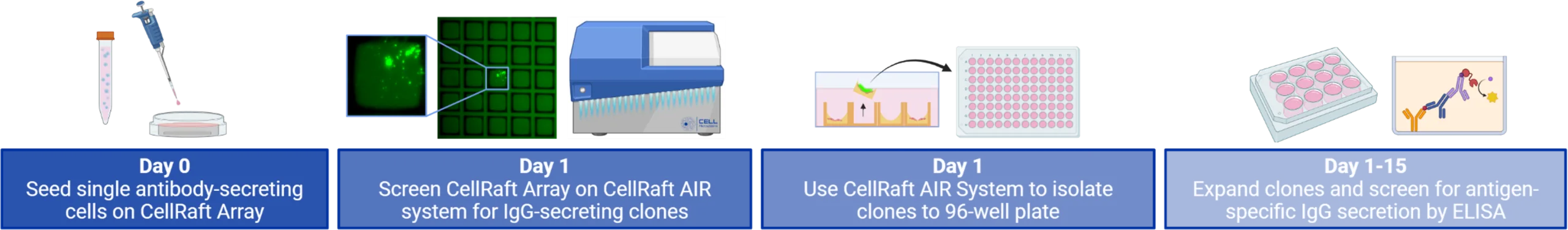 Recombinant Antibody Producer Workflow