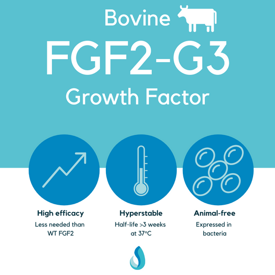 FGF2-G3 (bovine) growth factor, LSR-302