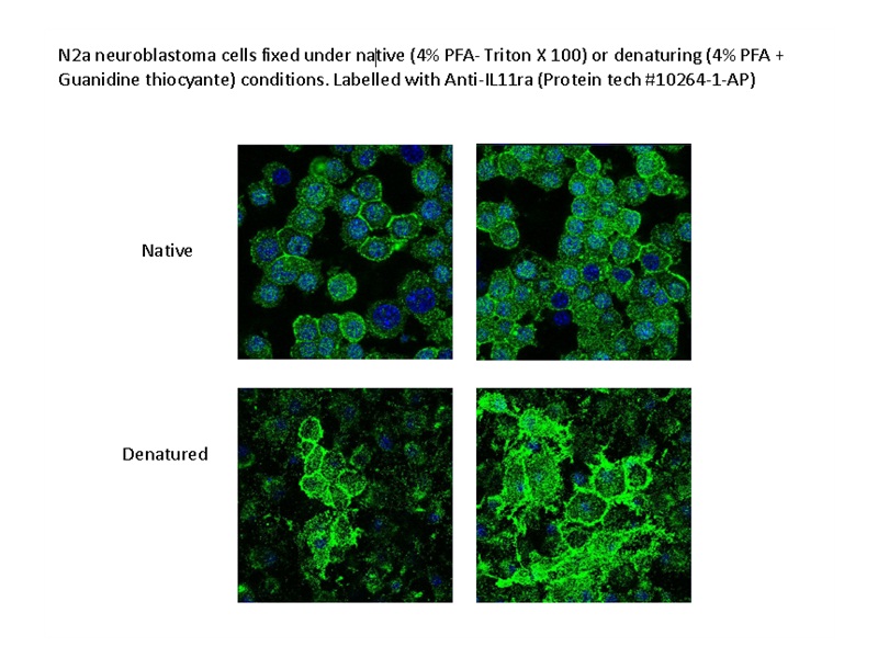 IL-11RA Polyclonal antibody