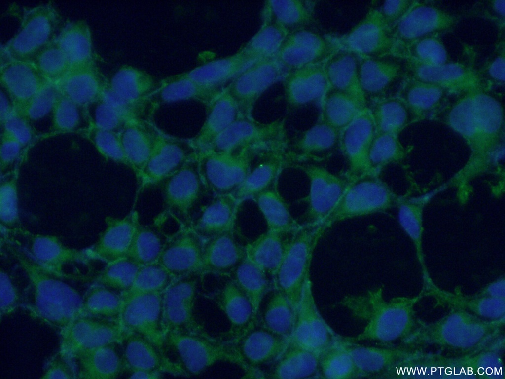 CYPC Polyclonal antibody