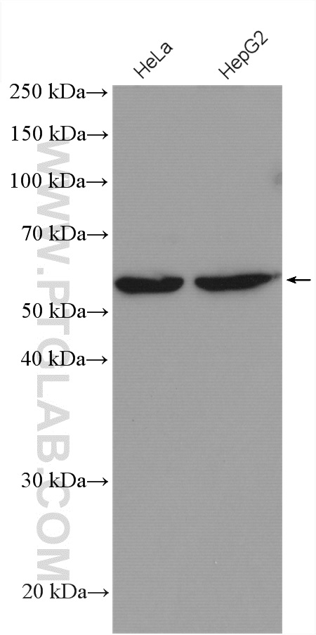 RRP9 Polyclonal antibody