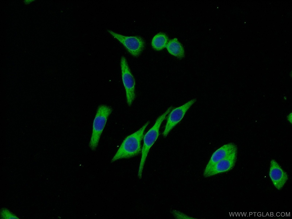 Melanophilin Polyclonal antibody