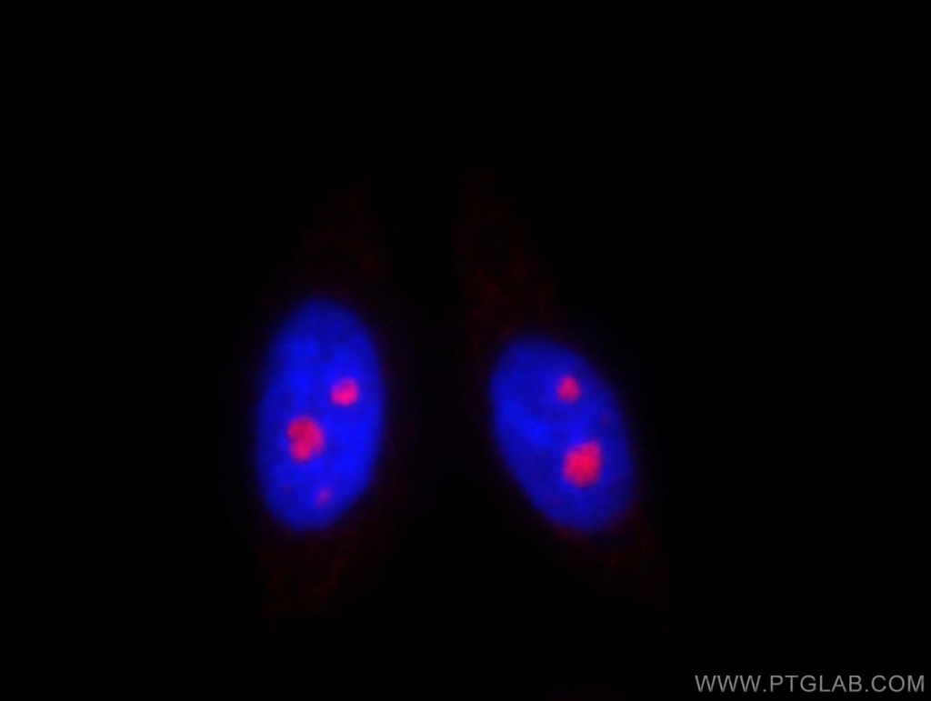 DDX50 Polyclonal antibody