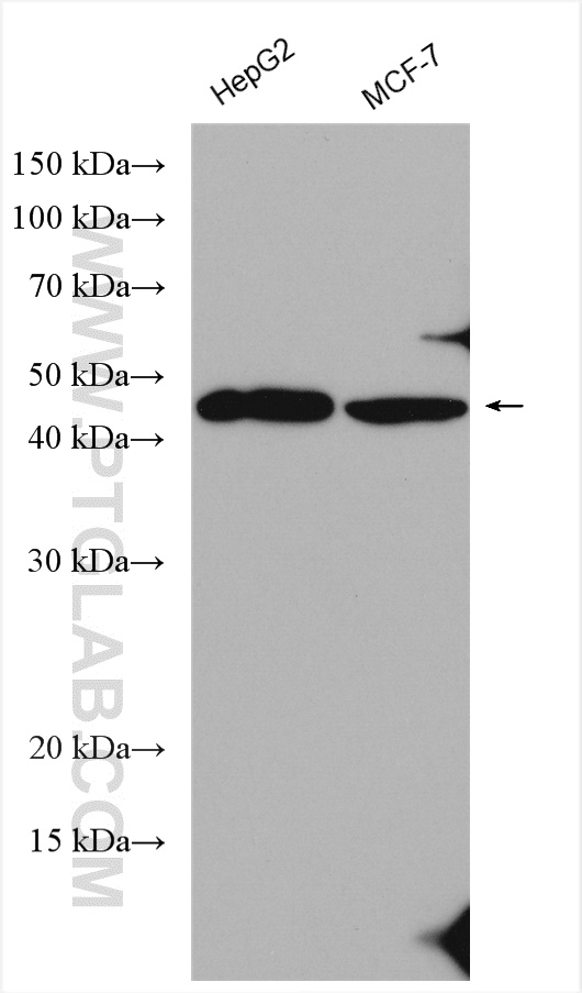 ANGPTL7 Polyclonal antibody