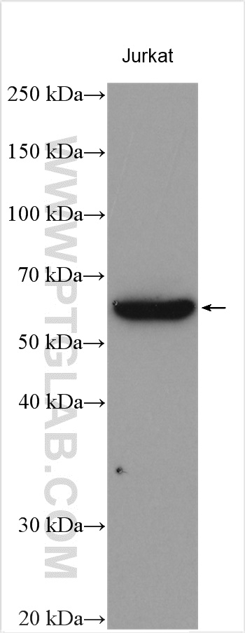Calpain 10 Polyclonal antibody