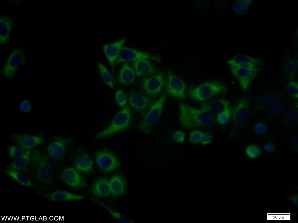 MAX Polyclonal antibody