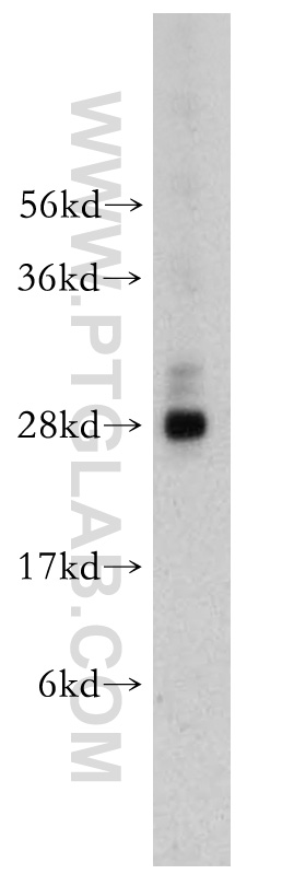 NGFRAP1 Polyclonal antibody