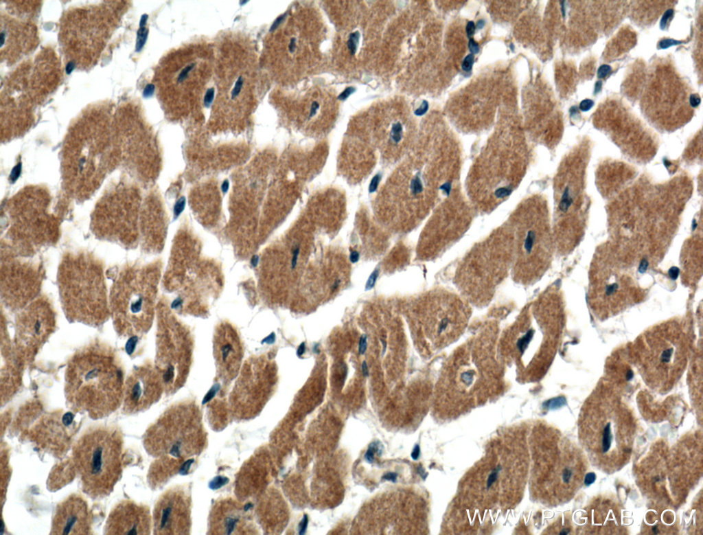 USP5 Polyclonal antibody