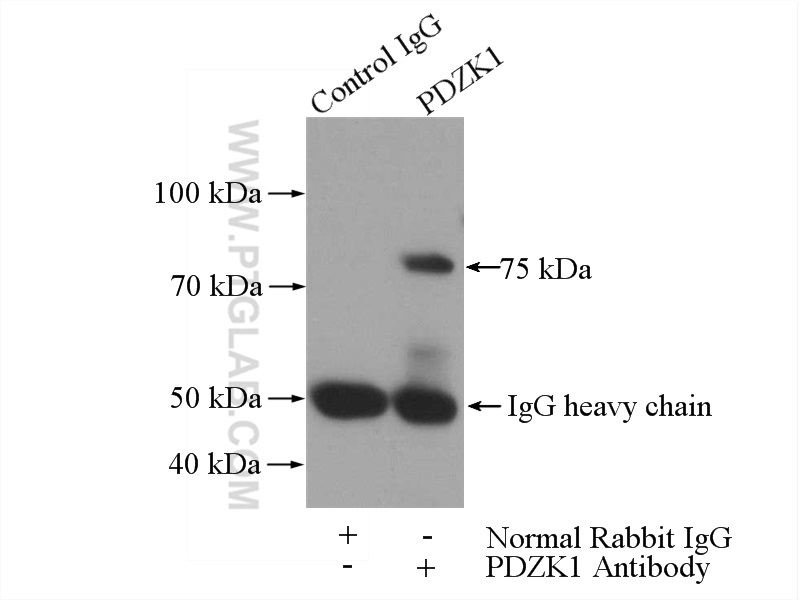 PDZK1 Polyclonal antibody