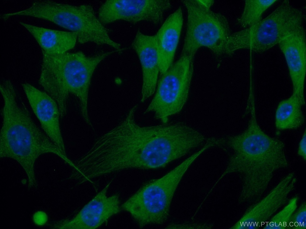 PACSIN2 Polyclonal antibody