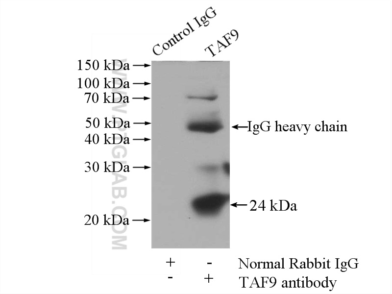 TAF9 Polyclonal antibody