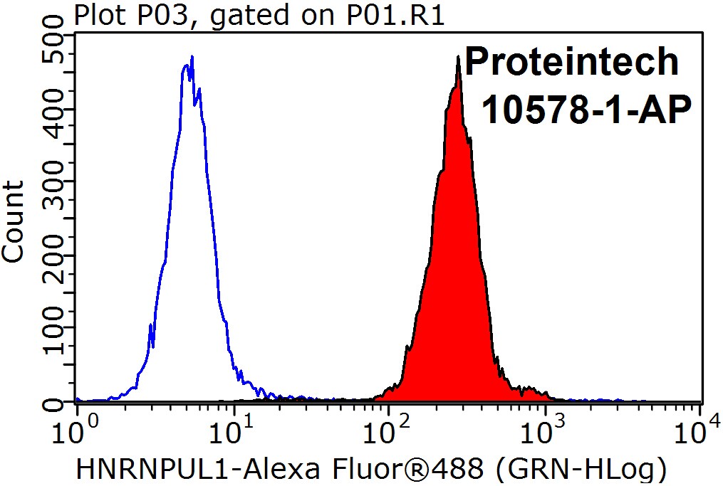 HNRNPUL1 Polyclonal antibody