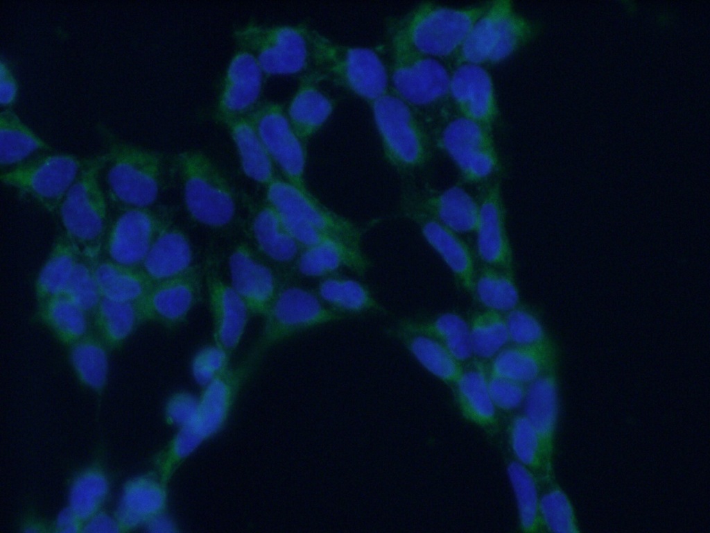 TRAPA/SSR1 Polyclonal antibody