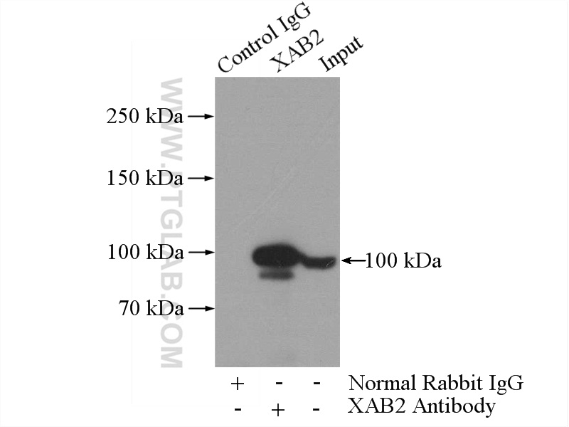 XAB2 Polyclonal antibody