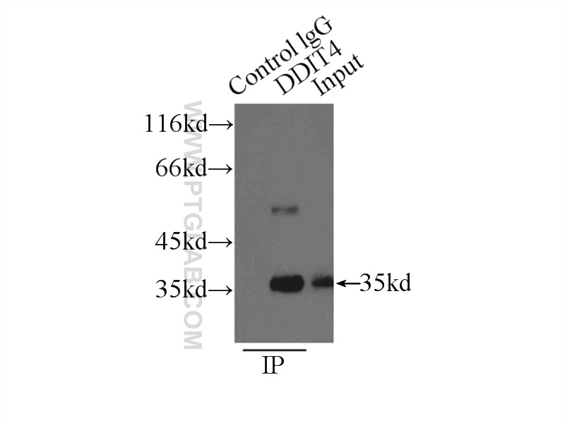 REDD1 specific Polyclonal antibody
