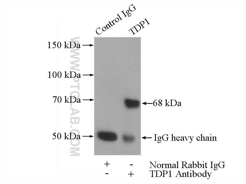 TDP1 Polyclonal antibody