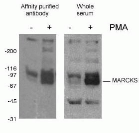 Phospho-Marcks Polyclonal antibody