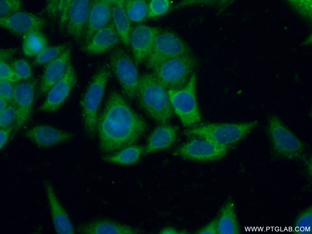 CD71 Polyclonal antibody