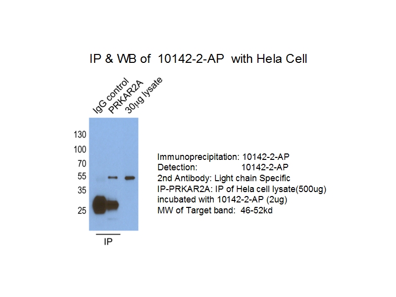 PRKAR2A Polyclonal antibody