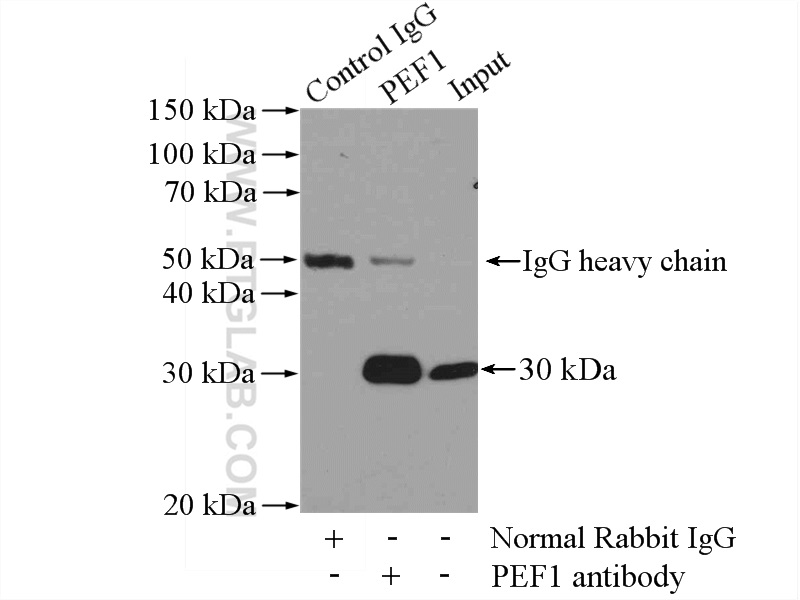 PEF1 Polyclonal antibody