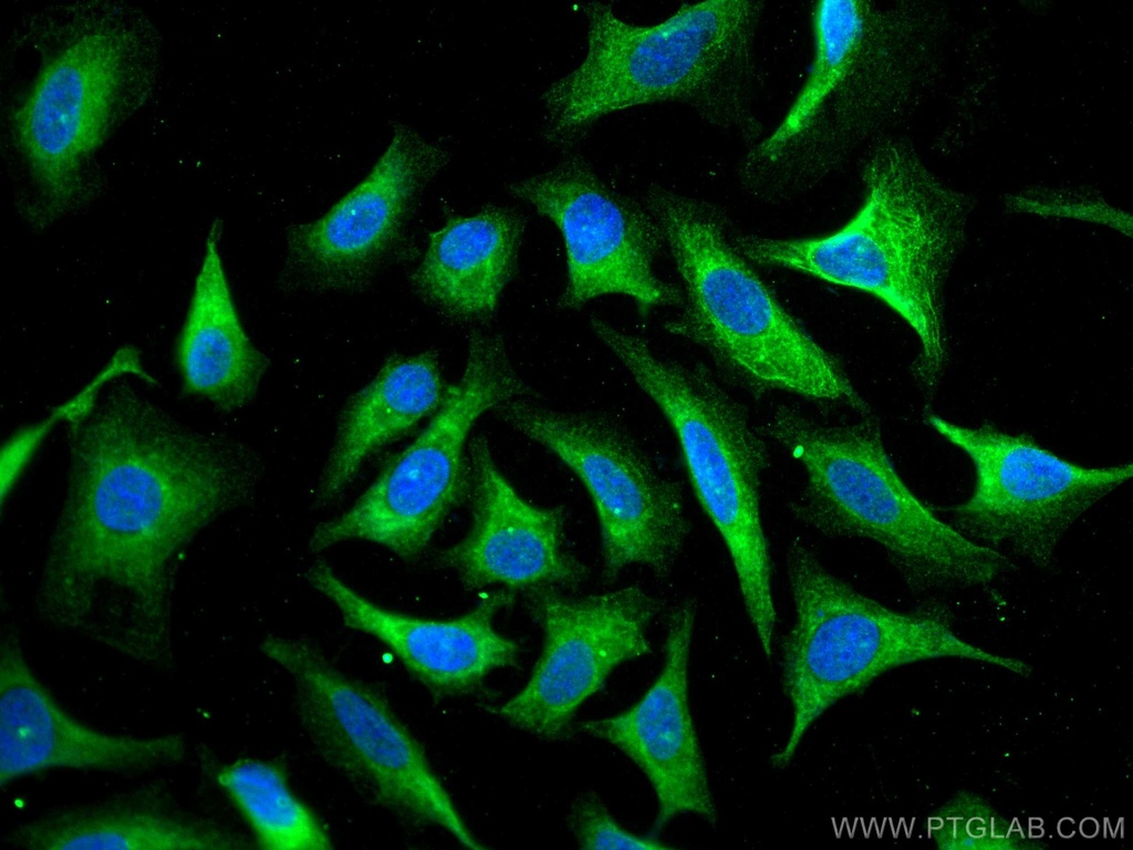 HSPBP1 Polyclonal antibody