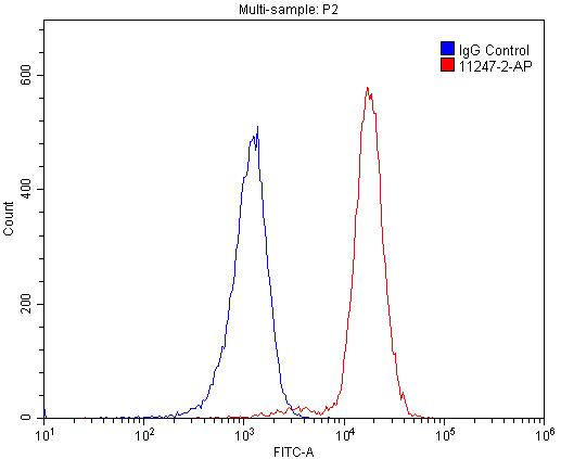 MUM1/IRF4 Polyclonal antibody