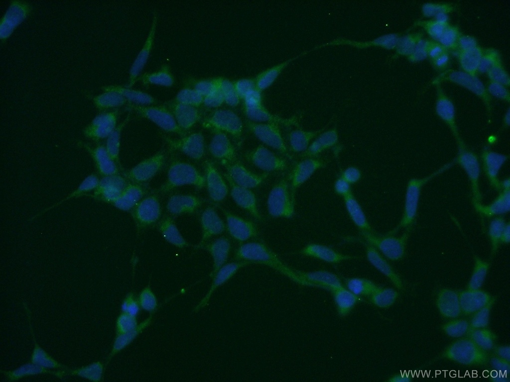 ATG3 Polyclonal antibody