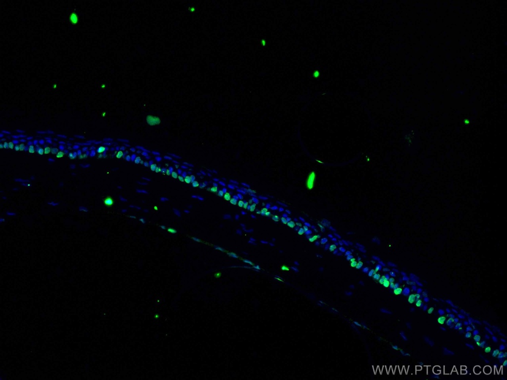 OCT4 Polyclonal antibody