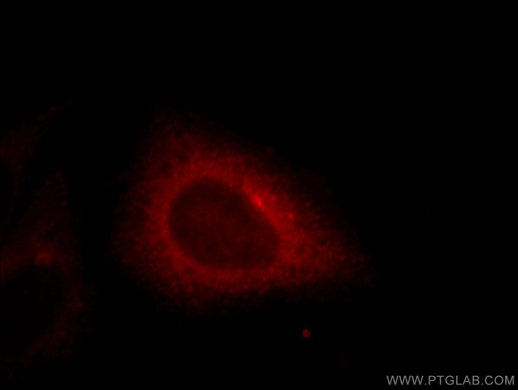 EHD4 Polyclonal antibody