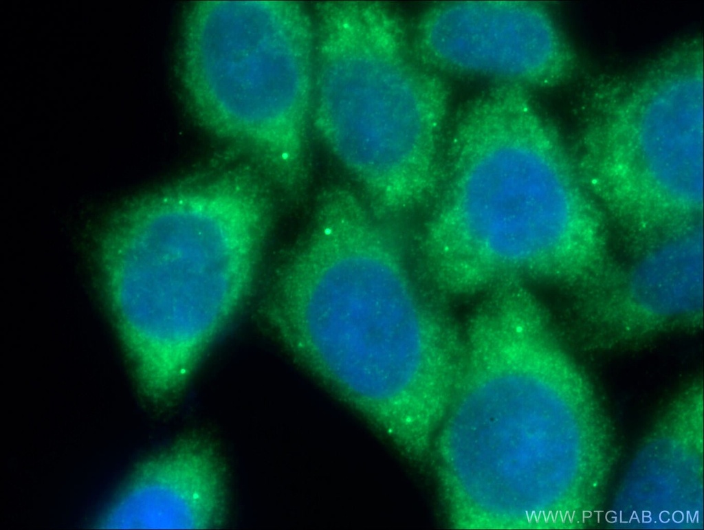 EEF1A1 Polyclonal antibody