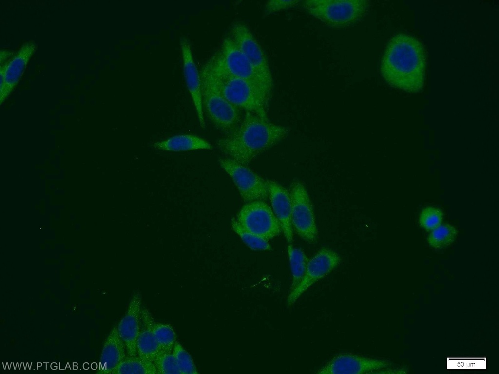 PSMD12 Polyclonal antibody