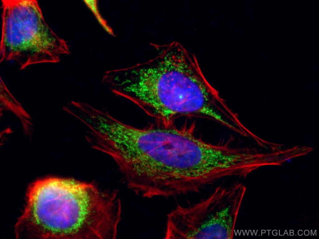 COX5B Polyclonal antibody