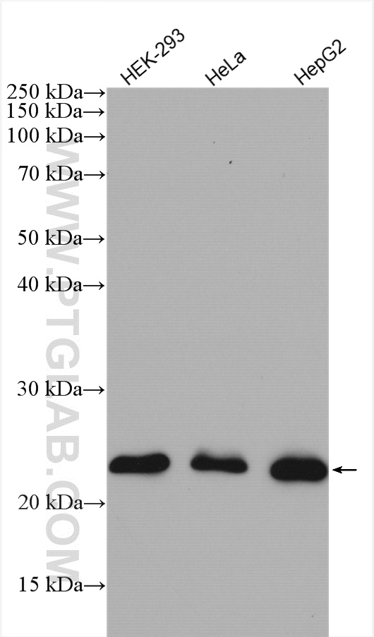 RAB9A Polyclonal antibody