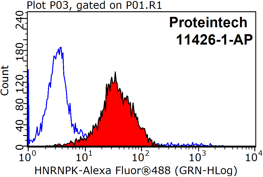 HNRNPK Polyclonal antibody