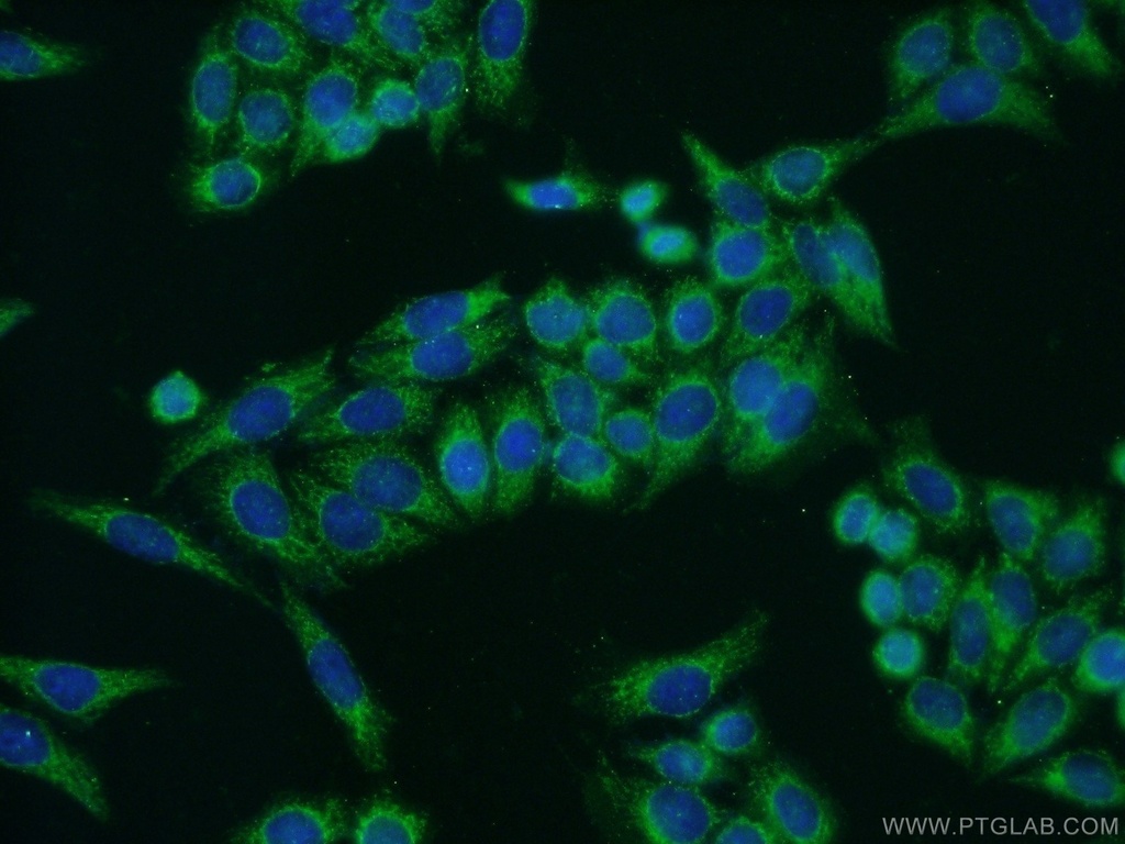 COX5A Polyclonal antibody
