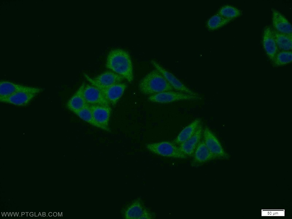 MIER1 Polyclonal antibody