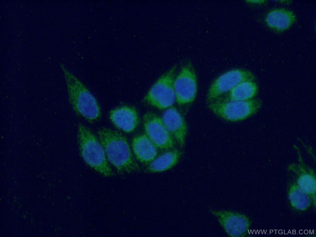 COX17 Polyclonal antibody