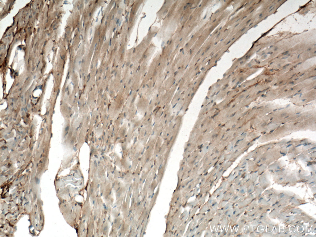 Apelin Polyclonal antibody