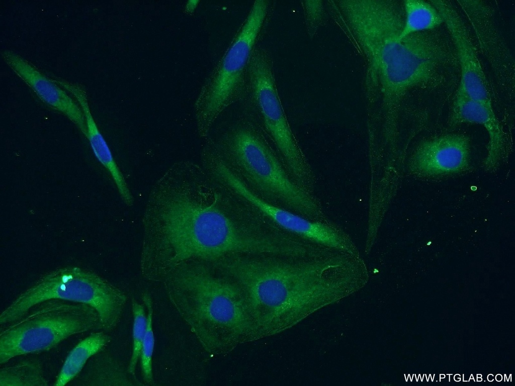 BubR1 Polyclonal antibody