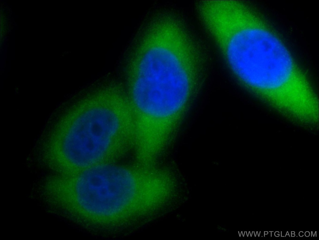 PSMA6 Polyclonal antibody