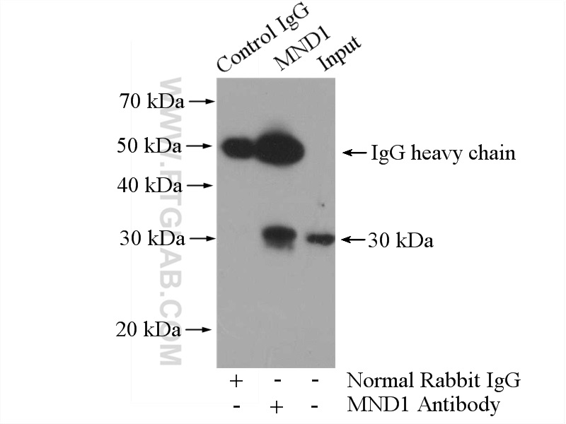 MND1 Polyclonal antibody