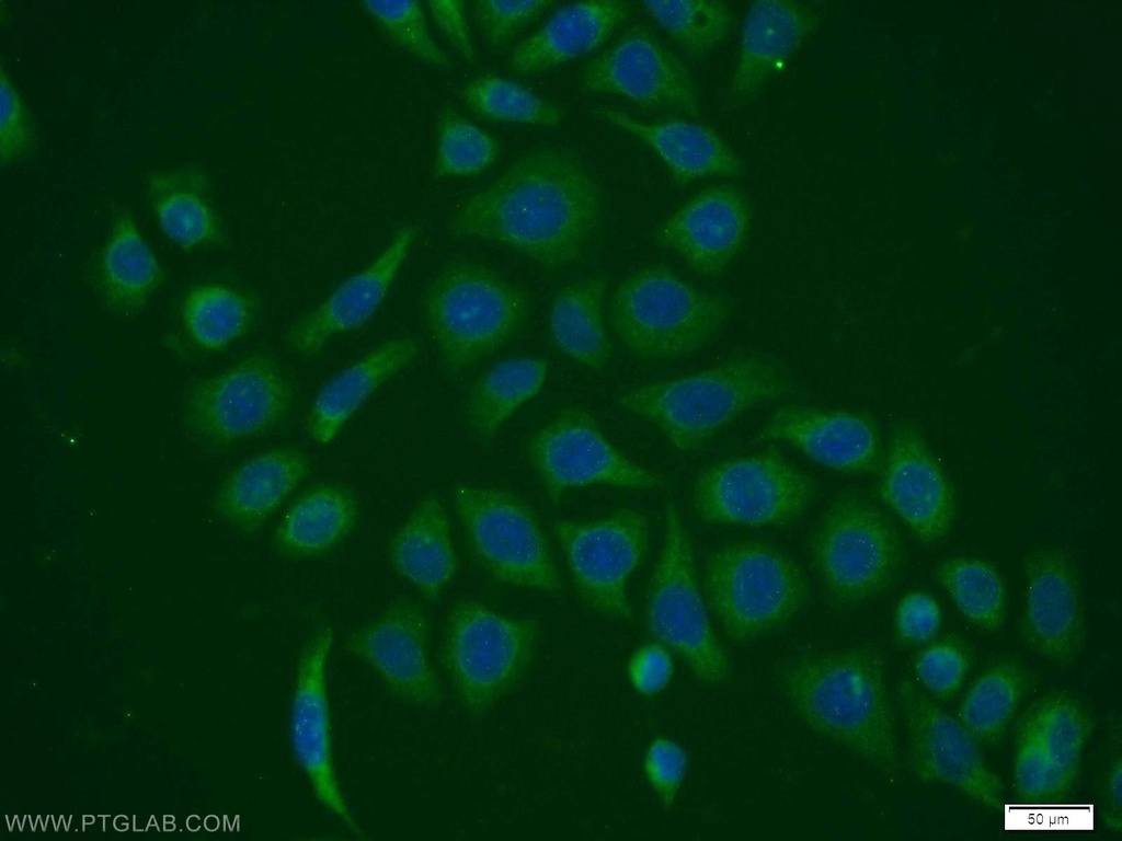 PPIH Polyclonal antibody