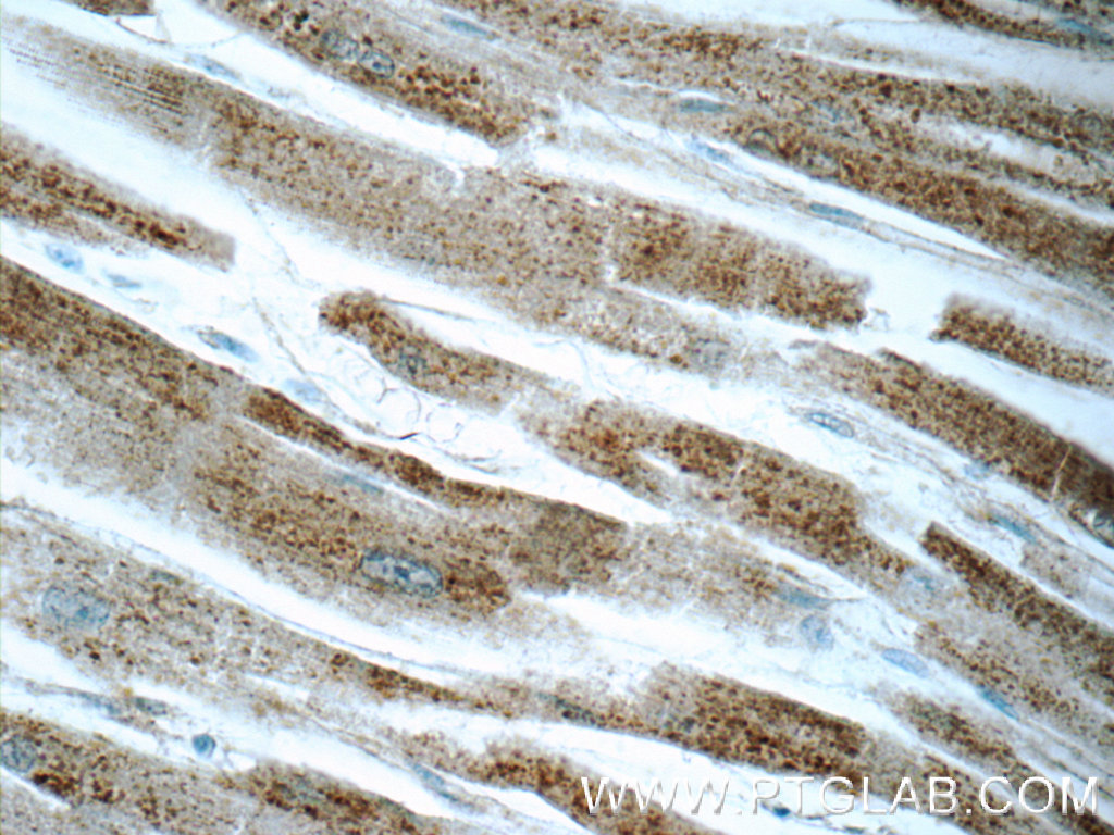 MCHR1 Polyclonal antibody