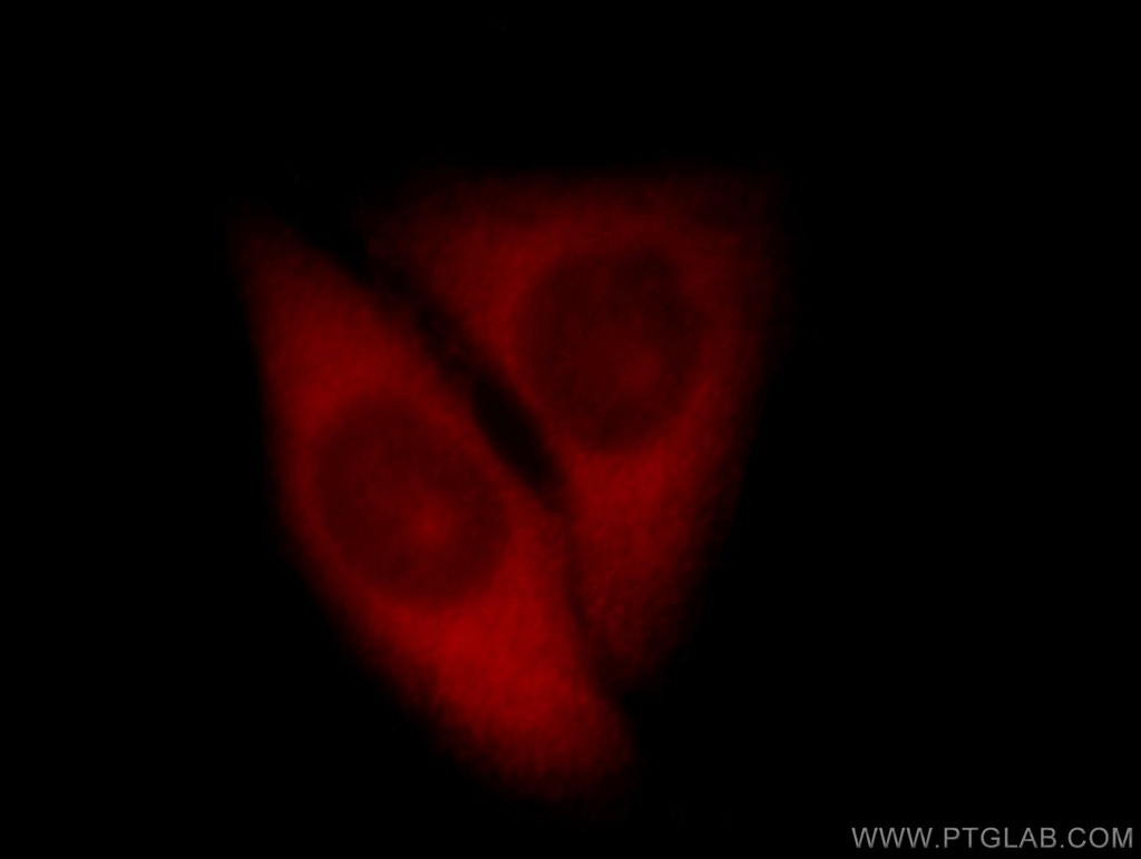 IPO4 Polyclonal antibody