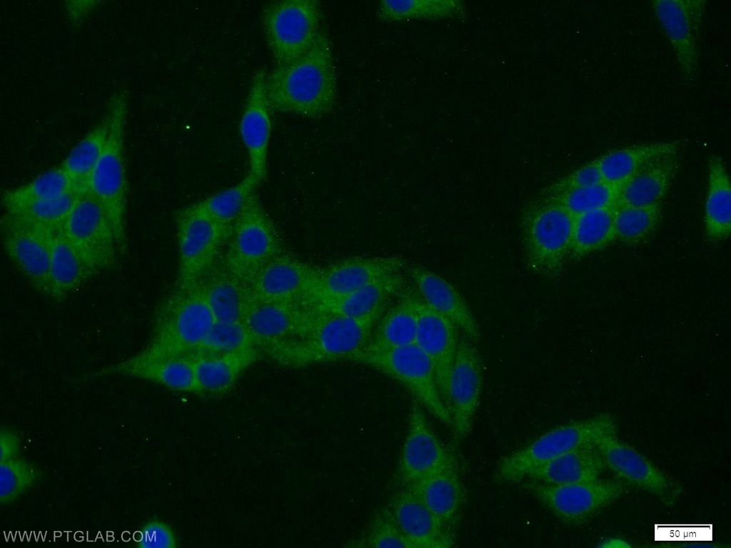 SERF2 Polyclonal antibody