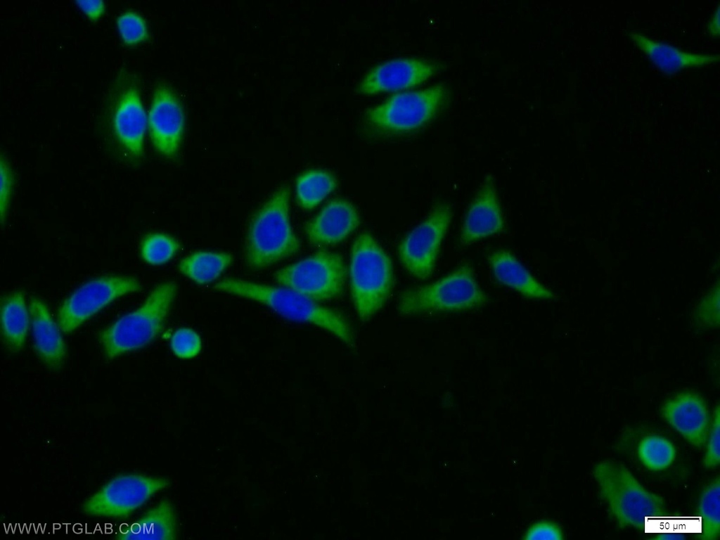 MRPL23 Polyclonal antibody