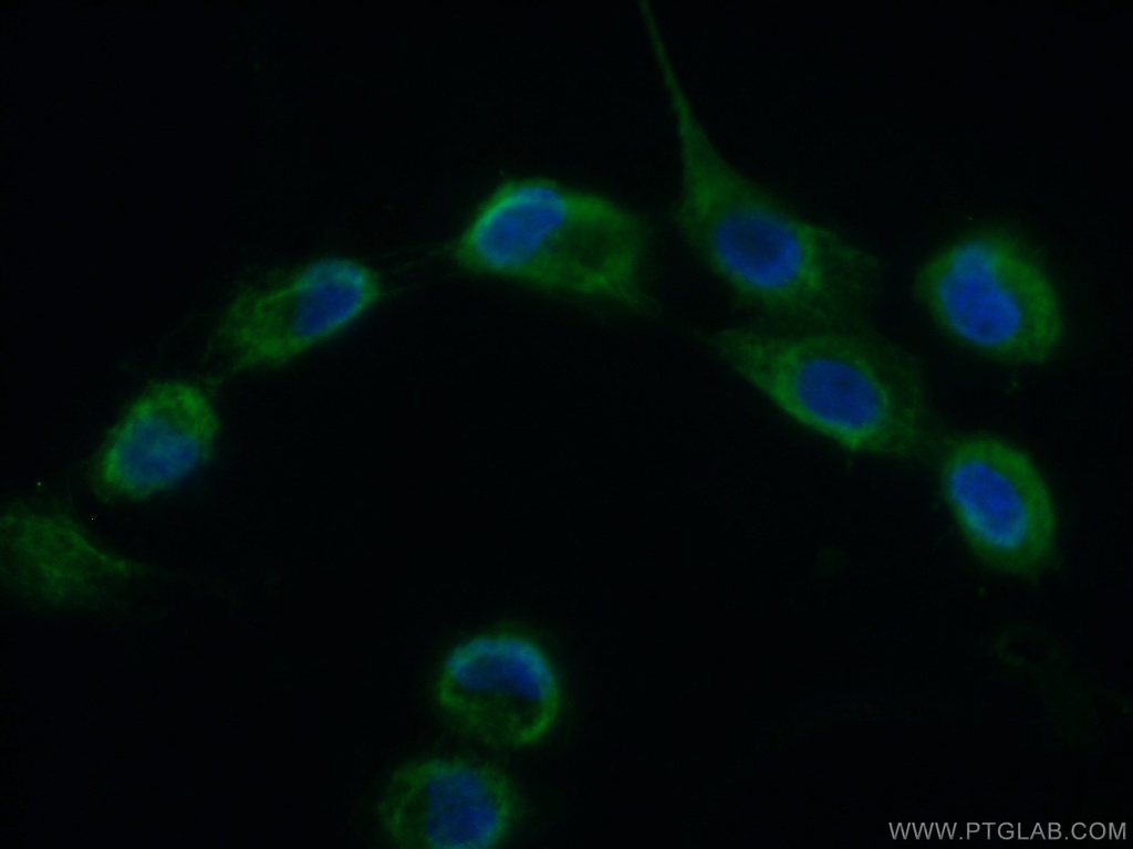 CHCHD1 Polyclonal antibody